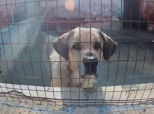 MASSIMO, Hund, Mischlingshund in Italien - Bild 4
