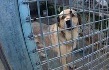 MASSIMO, Hund, Mischlingshund in Italien - Bild 9