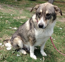 FRANCKY, Hund, Mischlingshund in Griechenland - Bild 5
