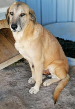 VITORINA, Hund, Mischlingshund in Portugal - Bild 1
