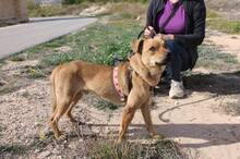 PEQUE, Hund, Mischlingshund in Spanien - Bild 3