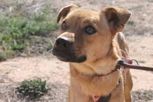PEQUE, Hund, Mischlingshund in Spanien - Bild 4