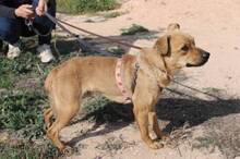 PEQUE, Hund, Mischlingshund in Spanien - Bild 5