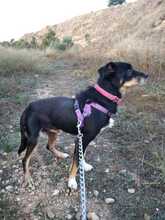 OTTILIO, Hund, Mischlingshund in Spanien - Bild 4