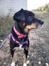 OTTILIO, Hund, Mischlingshund in Spanien - Bild 6