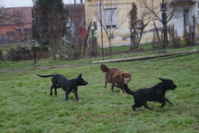 BARNUS2, Hund, Australian Shepherd-Mix in Ungarn - Bild 4