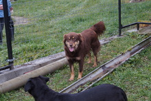 BARNUS2, Hund, Australian Shepherd-Mix in Ungarn - Bild 5