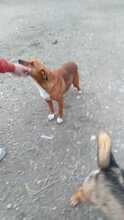 ARGON, Hund, Mischlingshund in Rumänien - Bild 10