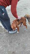 ARGON, Hund, Mischlingshund in Rumänien - Bild 11