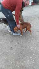 ARGON, Hund, Mischlingshund in Rumänien - Bild 12