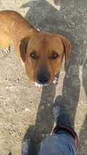 ARGON, Hund, Mischlingshund in Rumänien - Bild 14