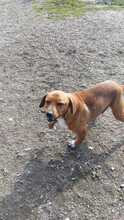 ARGON, Hund, Mischlingshund in Rumänien - Bild 15