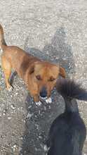 ARGON, Hund, Mischlingshund in Rumänien - Bild 18