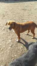 ARGON, Hund, Mischlingshund in Rumänien - Bild 22