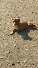 ARGON, Hund, Mischlingshund in Rumänien - Bild 23
