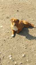 ARGON, Hund, Mischlingshund in Rumänien - Bild 24