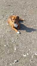 ARGON, Hund, Mischlingshund in Rumänien - Bild 25