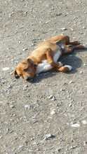 ARGON, Hund, Mischlingshund in Rumänien - Bild 28