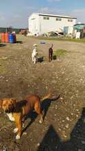ARGON, Hund, Mischlingshund in Rumänien - Bild 29
