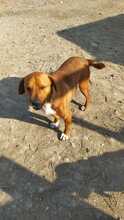ARGON, Hund, Mischlingshund in Rumänien - Bild 32