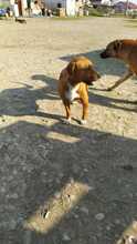 ARGON, Hund, Mischlingshund in Rumänien - Bild 33