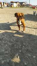 ARGON, Hund, Mischlingshund in Rumänien - Bild 34