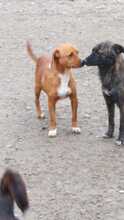 ARGON, Hund, Mischlingshund in Rumänien - Bild 4