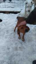 ARGON, Hund, Mischlingshund in Rumänien - Bild 8