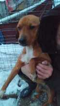ARGON, Hund, Mischlingshund in Rumänien - Bild 9