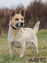 CHARLES, Hund, Australian Cattle Dog-Mix in Slowakische Republik - Bild 2