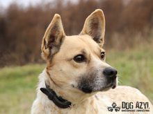 CHARLES, Hund, Australian Cattle Dog-Mix in Slowakische Republik - Bild 3