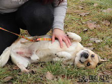 CHARLES, Hund, Australian Cattle Dog-Mix in Slowakische Republik - Bild 5