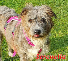 SERENELLA, Hund, Pastore Fonnese-Mix in Italien - Bild 1