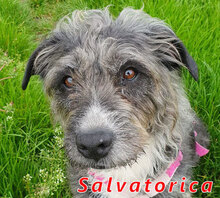 SALVATORICA, Hund, Pastore Fonnese-Mix in Italien - Bild 1