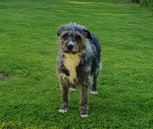 SALVATORICA, Hund, Pastore Fonnese-Mix in Mönchengladbach - Bild 4