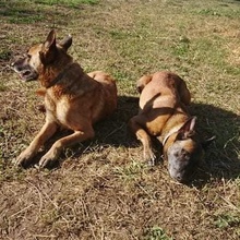 KING, Hund, Malinois in Kroatien - Bild 2