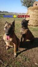 QUEEN, Hund, Malinois in Kroatien - Bild 1