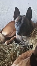 QUEEN, Hund, Malinois in Kroatien - Bild 3