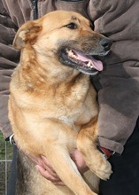 LUNA, Hund, Mischlingshund in Rumänien - Bild 1