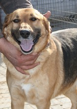 LUNA, Hund, Mischlingshund in Rumänien - Bild 5