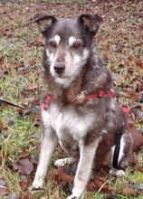 JULIA, Hund, Mischlingshund in Netphen - Bild 1