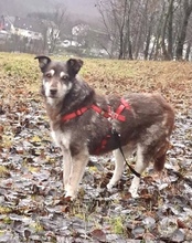 JULIA, Hund, Mischlingshund in Netphen - Bild 6