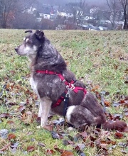 JULIA, Hund, Mischlingshund in Netphen - Bild 8