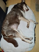 JULIA, Hund, Mischlingshund in Netphen - Bild 9