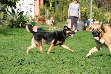 NEGRI, Hund, Deutscher Schäferhund-Mix in Spanien - Bild 11
