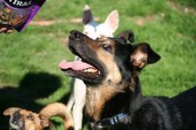 NEGRI, Hund, Deutscher Schäferhund-Mix in Spanien - Bild 9