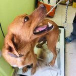 FREDDY, Hund, Mischlingshund in Griechenland - Bild 4