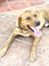 FREDDY, Hund, Mischlingshund in Griechenland - Bild 5
