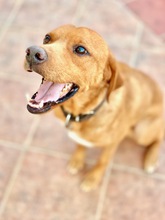 FREDDY, Hund, Mischlingshund in Griechenland - Bild 6