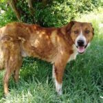 GHANDI, Hund, Mischlingshund in Griechenland - Bild 1